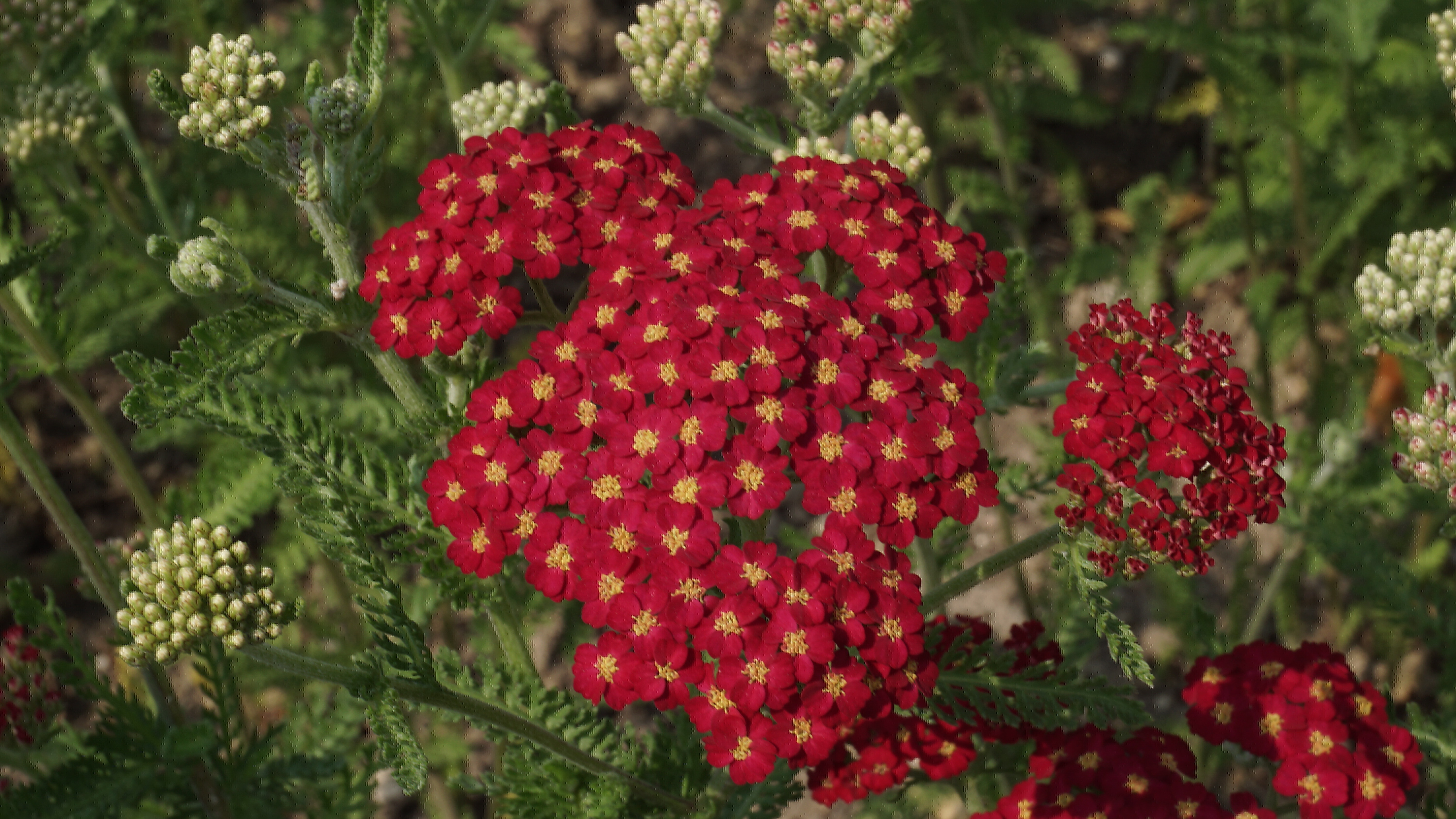 Achillea millefolium 'Red Velvet' (3)